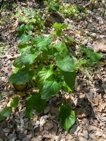 492005352_122212356200170547_3318565294757767587_n