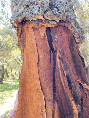 492551718_122212356122170547_7256005662101614635_n